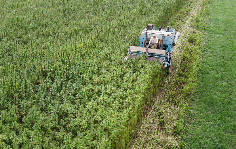 Giocoso天然繊維の画像4